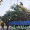 供應大葉女貞|大葉女貞價(jià)格