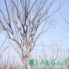 欒樹小苗|欒樹價(jià)格|欒樹低價(jià)批發(fā)