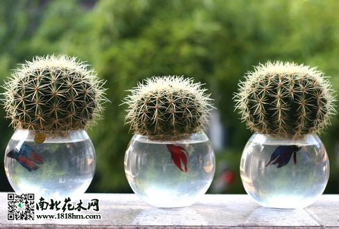 仙人球水培技術