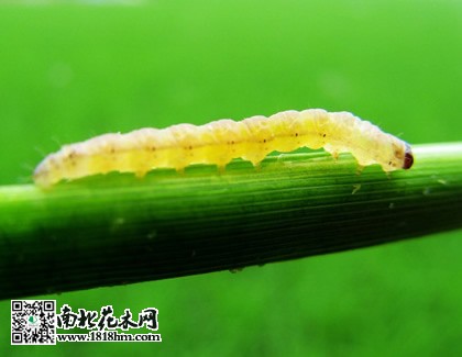 鉆心蟲
