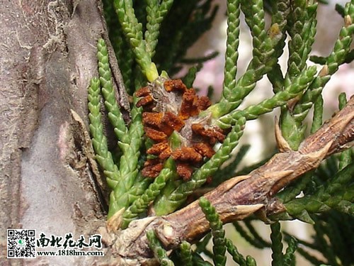 檜柏銹病