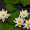 睡蓮價(jià)格|大量供應睡蓮|沭陽(yáng)地區睡蓮報價(jià)