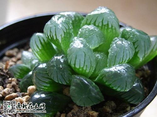 冰燈玉露