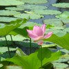 沭陽(yáng)荷花報價(jià)