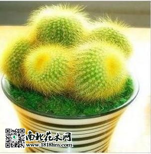 金琥