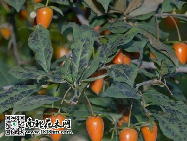 老鴉柿_meitu_1