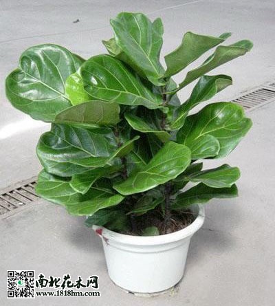 琴葉榕的栽培管理技術