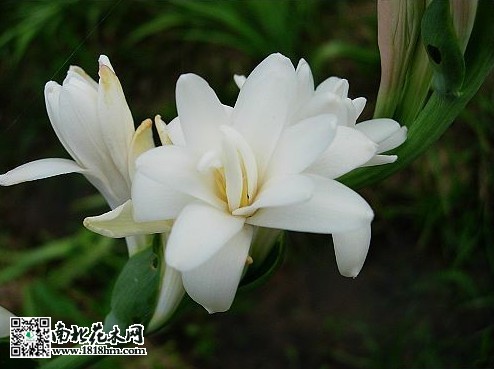 晚香玉