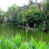 沭陽(yáng)地區再力花大量供應