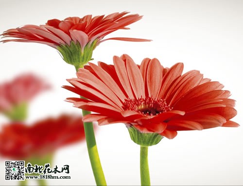 非洲菊