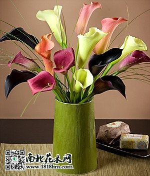 彩色海芋