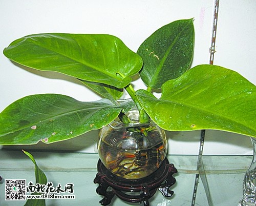 把花澆死的原因