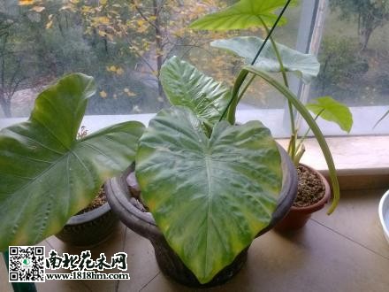 滴水觀音