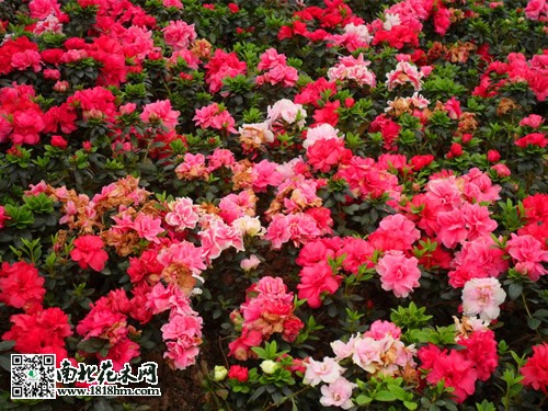 西洋鵑