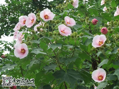 木芙蓉