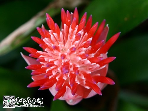 水塔花