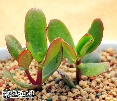 黃金花月