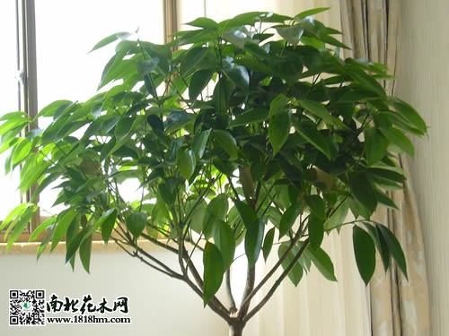 平安樹病蟲害防治