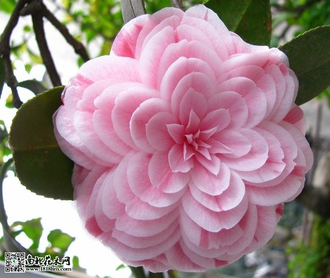 十八學士茶花1