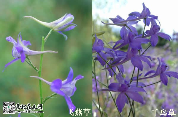 區別_meitu_1