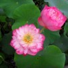荷花報價(jià)