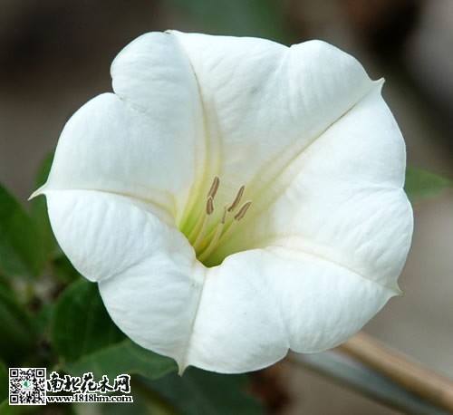 曼陀羅花