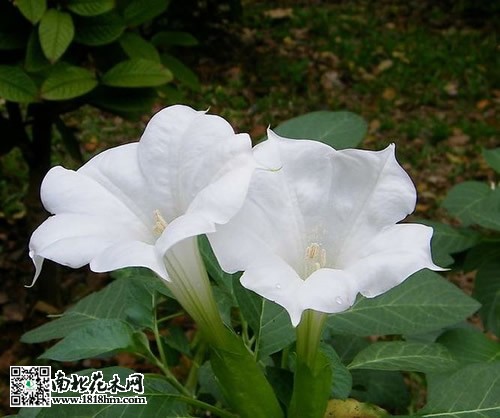 曼陀羅花3