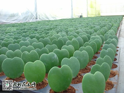 心葉球蘭