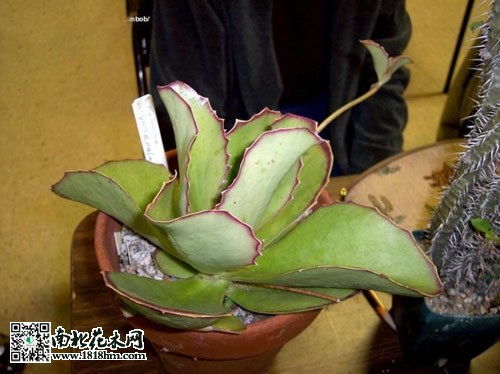 趣蝶蓮的栽培養護