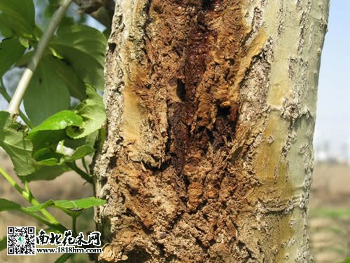 楊樹潰瘍病的防治