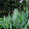 再力花供應|沭陽(yáng)地區