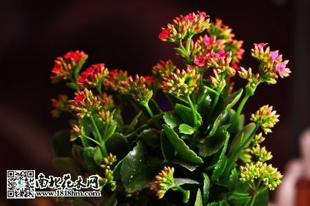 長壽花怎么養