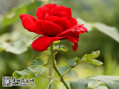 月季水插養殖注意事項