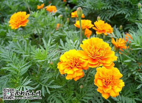 萬壽菊