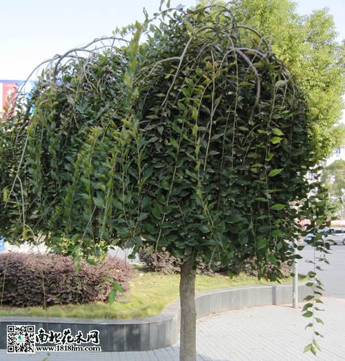 快速培育垂榆的方法