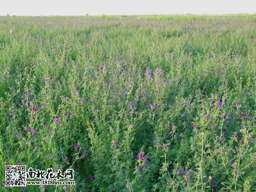 紫花苜蓿的優點