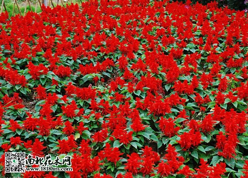一串紅