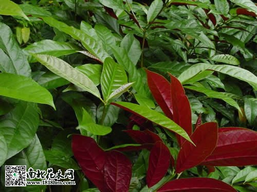 紅背桂花