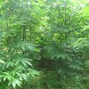 河南七葉樹(shù)|七葉樹(shù)供應