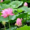 荷花沭陽(yáng)報價(jià)|荷花大量供應
