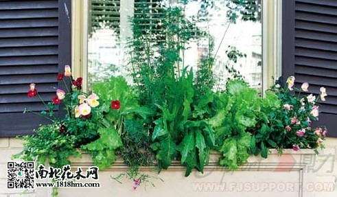 陽臺養花技巧