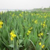 美人蕉報價(jià)