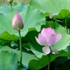 荷花價(jià)格|荷花供應