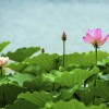 荷花緊急處理|荷花優(yōu)質(zhì)供應
