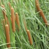香蒲低價(jià)處理|香蒲供應