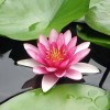 睡蓮價(jià)格|睡蓮苗供應