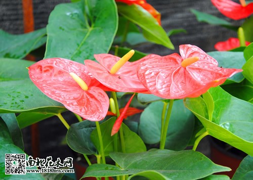紅掌的養殖方法和注意事項