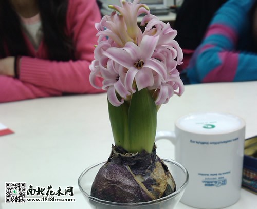 風信子種球