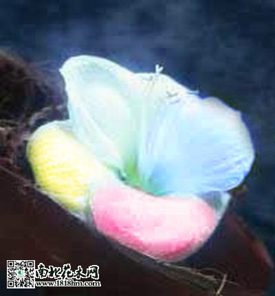 依米花