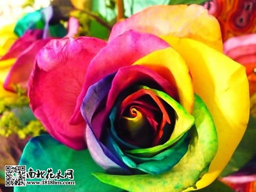七色彩虹花